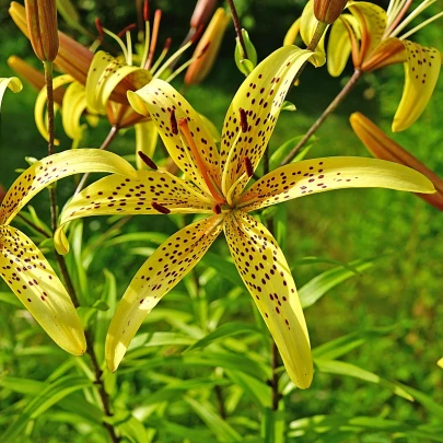 Ľalia Yellow Tiger - Lilium lancifolium - cibuľoviny - 1 ks