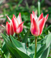 Tulipán Pinocchio - Tulipa - cibuľoviny - 3 ks