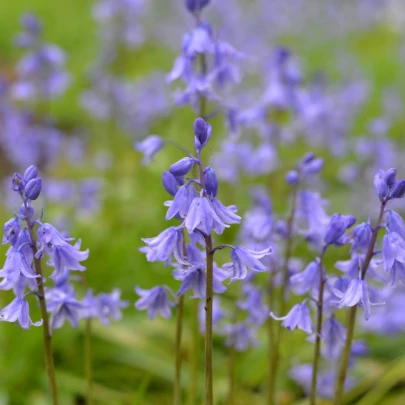 Hyacintovec španielsky modrý - Hyacinthoides hispanica - cibuľoviny - 5 ks