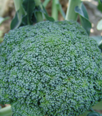 Brokolica Limba - Brassica oleracea L. - semená - 50 ks