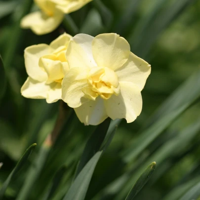 Narcis Cheerfulness - Narcissus - cibuľoviny - 3 ks