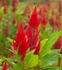 Plamenník ohnivý - Celosia plumosa - semená - 50 ks