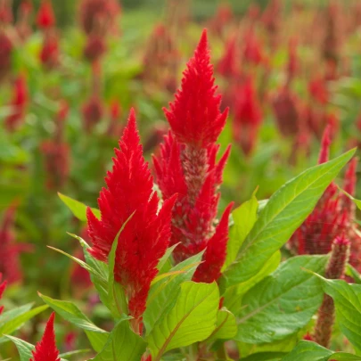 Plamenník ohnivý - Celosia plumosa - semená - 50 ks