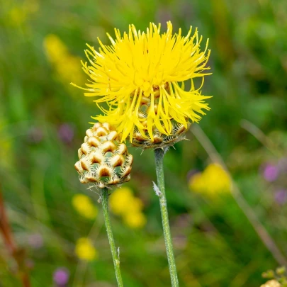 Nevädza lúčna žltá - Centaurea cyanus - semená - 50 ks