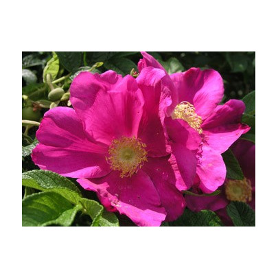 Ruža vráskavá - Rosa Rugosa - semená ruže - 5 ks