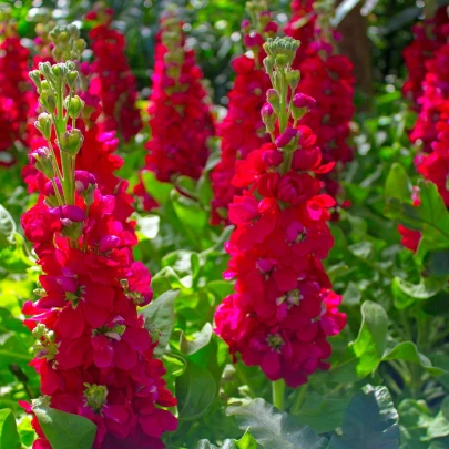 Stračonôžka Carmine King - Delphinium imperialis - semená - 100 ks