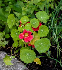 Kapucínka nízka Tip Top Rose - Tropaeolum minus - semená - 10 ks