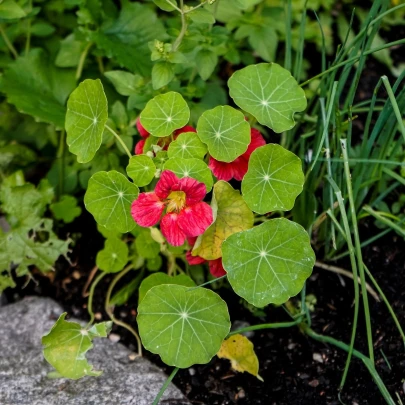 Kapucínka nízka Tip Top Rose - Tropaeolum minus - semená - 10 ks