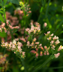 Limonka chobotnatá apricot - Limonium sinuatum - semená - 30 ks