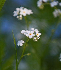 Nezábudka lesná Snowsylva - Myosotis sylvatica - semená - 60 ks