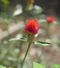 Pestrovka oranžová - Gomphrena haageana - semená - 20 ks