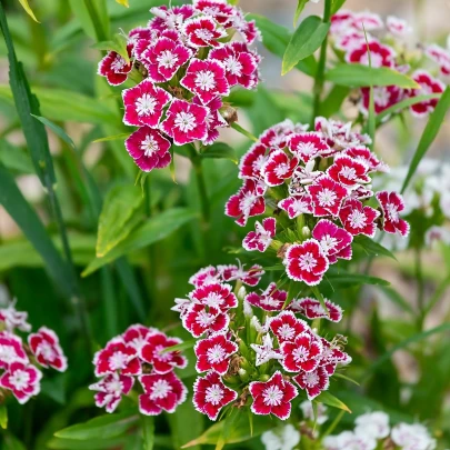 Klinček Super Parfait F1 - Dianthus Super Parf. Raspberry - semená - 16 ks