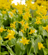 Kandík - Erythronium pagoda - cibuľoviny - 3 ks