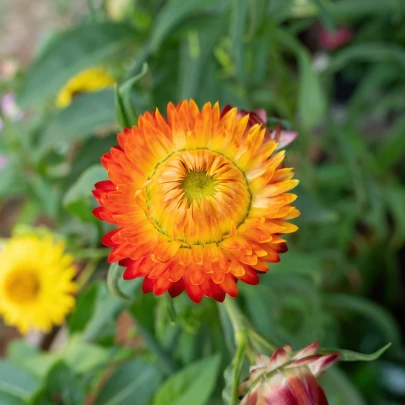 Slamiha listnatá oranžová - Helichrysum bracteatum - semená - 400 ks