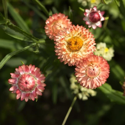 Slamiha listenatá Silvery Rose - Helichrysum bracteatum - semená - 400 ks