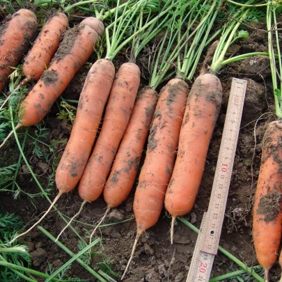 Mrkva skorá Marion F1 - Daucus carota - semená - 900 ks