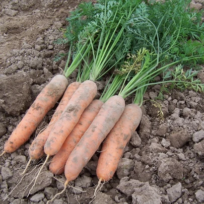 Mrkva skorá Stupická - Daucus carota - semená - 800 ks