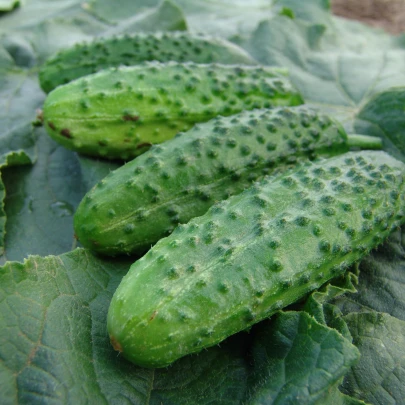 Uhorka nakladačka Corveta F1- Cucumis sativus - semená - 20 ks