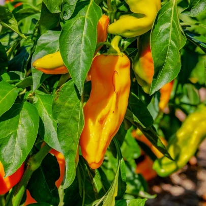 Paprika oranžová Ornela - Capsicum annuum - semená - 50 ks