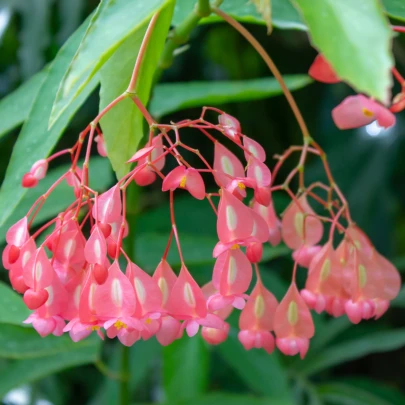 Begónia šarlátová - Begonia coccinea - semená - 12 ks