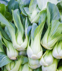 Pak Choi Chifu F1 - Brassica rapa chinensis - semená - 50 ks