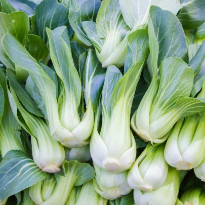 Pak Choi Chifu F1 - Brassica rapa chinensis - semená - 50 ks