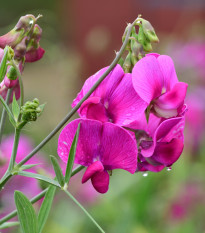 Hrachor voňavý ružový - Lathyrus odoratus - semená - 20 ks