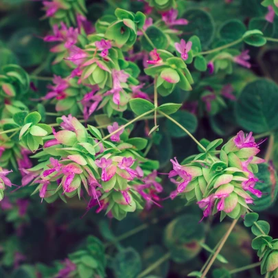 Okrasné oregano Kirigami - Origanum rotundifolia - semená - 18 ks