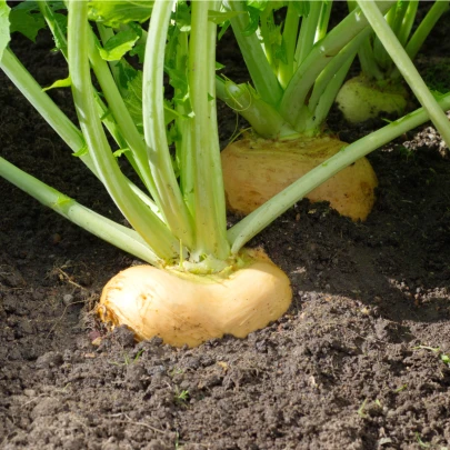 BIO Kvaka Wilhelmsburger - Brassica napus var. napobrassica - semená - 100 ks