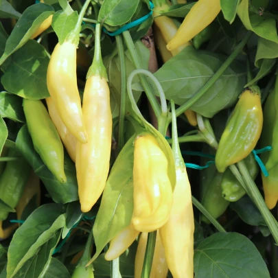 BIO Chilli Lemon Drop - Capsicum baccatum - bio semená - 7 ks