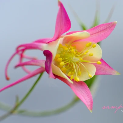 Orlíček veľkokvetý Coral - Aquilegia caerulea - semená orlíčka - 100 ks