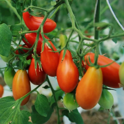 Paradajka Eduardo F1 - Solanum lycopersicum - semená - 6 ks