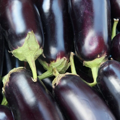 Baklažán Jewel Jet - Solanum melongena - semená - 10 ks