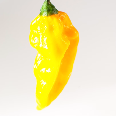 Chilli Fatalii žlté - Capsicum chinense - semená - 6 ks