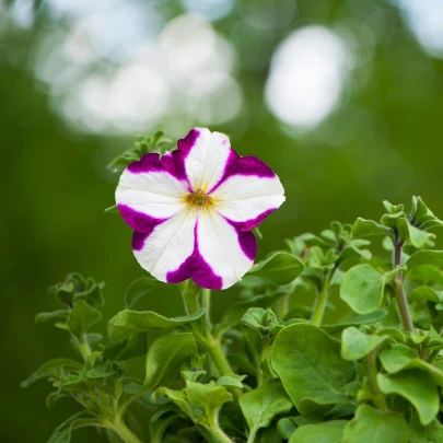 Petúnia Musica F1 Purple Star - Petunia x grandiflora - semená - 30 ks