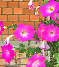 Petúnia Musica F1 Pink Morn - Petunia x grandiflora - semená - 30 ks