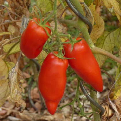 BIO Paradajka Andenhorn - Solanum lycopersicum - bio semená - 8 ks