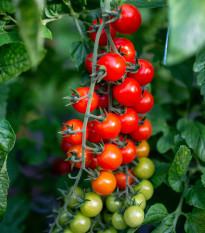 Paradajka Crokini F1 PhR - Solanum lycopersicum - semená - 7 ks