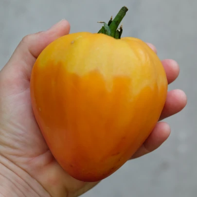 Paradajka Oxheart Orange - Solanum lycopersicum - semená - 10 ks