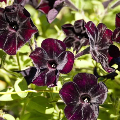 Petúnia Sophistica Blackberry F1 - Petunia nana compacta - semená - 15 ks