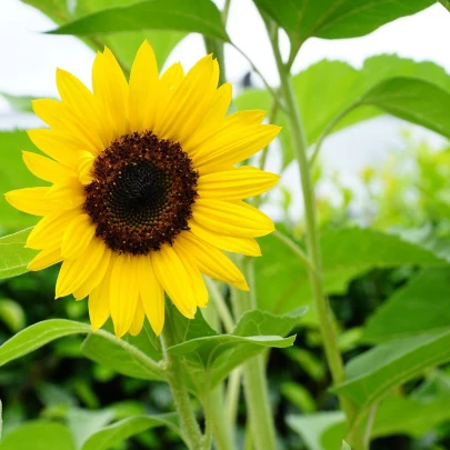 Slnečnica Sunspot - Helianthus annuus - semená - 15 ks