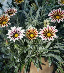 Gazánia Frosta Kiss Flame Mix F1 - Gazania rigens - semená - 18 ks