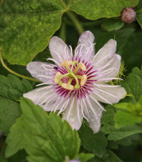 Mučenka pruhovaná - Passiflora ligularis - semená - 4 ks