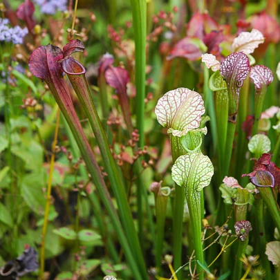 Špirlica mix - saracénia - Sarracenia mix - semená - 12 ks