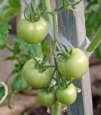 BIO Paradajka White Beauty - Solanum lycopersicum - bio semená - 7 ks