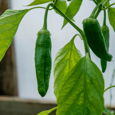 Chilli Aji Pineapple - Capsicum baccatum - semená - 7 ks