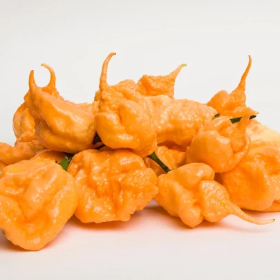 Chilli Carolina Reaper yellow - Capsicum chinense - semená - 5 ks