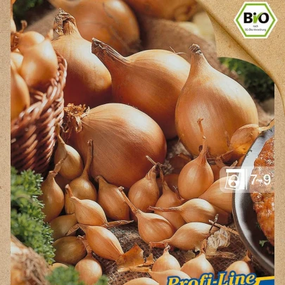 BIO cibuľa sadzačka Setton - Allium cepa - bio cibuľky - 40 ks