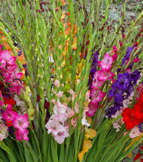 Zmes gladiol - Gladiolus - cibuľoviny - 9 ks