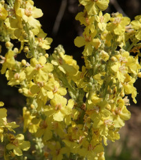 Papuľka väčšia žltá - Antirrhinum majus - semená - 20 ks